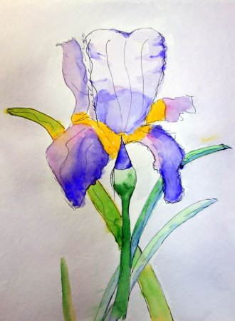 Цветы ирисы