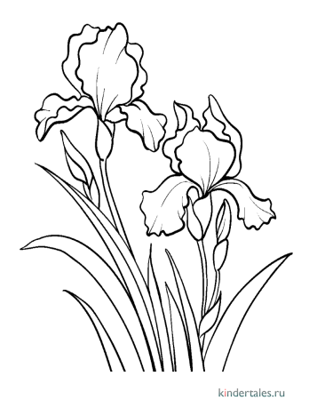 Ирис гуашью