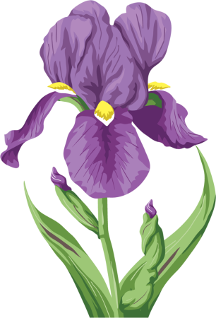 Ирис для дошкольников