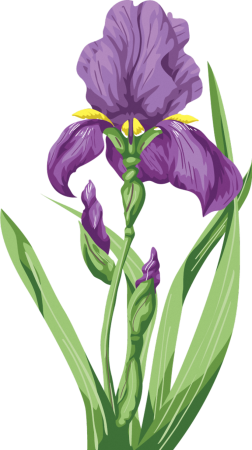 Ирис Сибирский Касатик рисунок