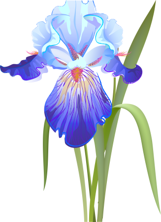 Карточки Ирис