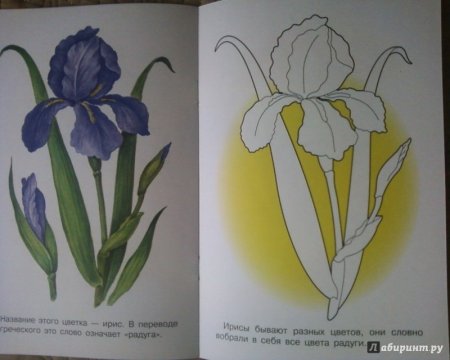 Ирис цветок стебель