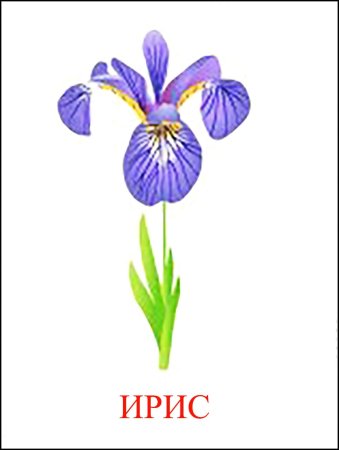 Букет ирисов карандашом