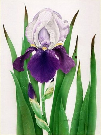 Касатик Сибирский ботаника