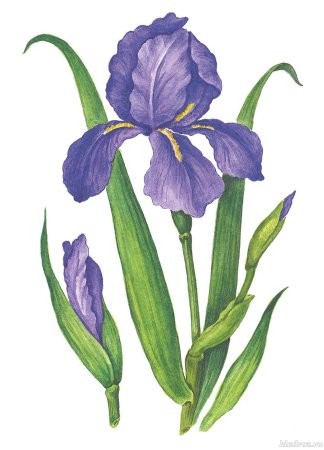 Цветок ириса на прозрачном фоне