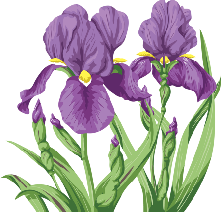 Ирис Фармакогнозия