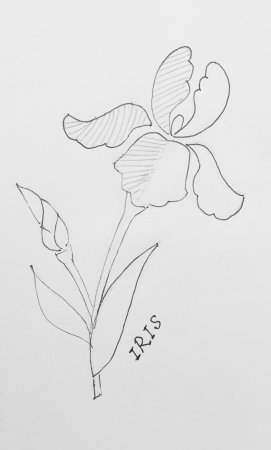 Ирисы символ