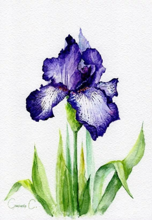 Ирис для детей