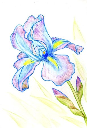 Касатик Сибирский (Ирис) раскраска