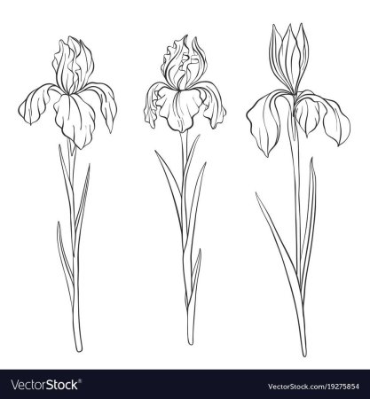 Ирисы вектор