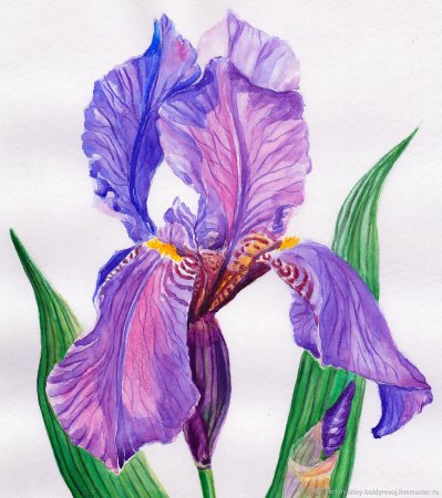 Ирис Касатик рисунок