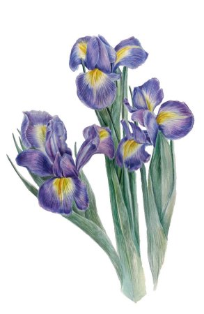 Касатик Сибирский (Ирис) раскраска