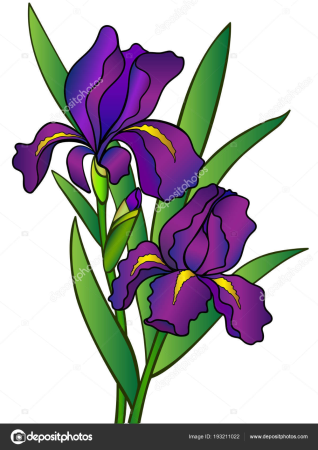 Фиолетовые ирисы акварелью