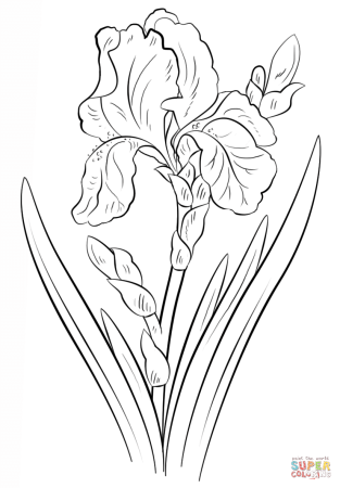 Трафарет "ирисы"