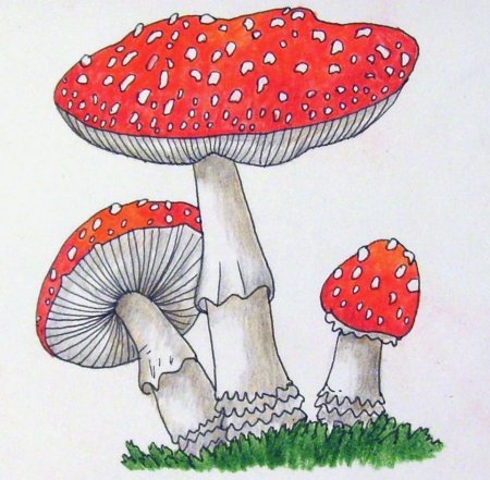 Гриб для срисовки мухомор