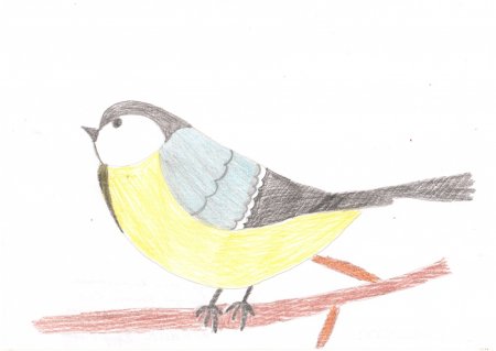 Рисование синицы