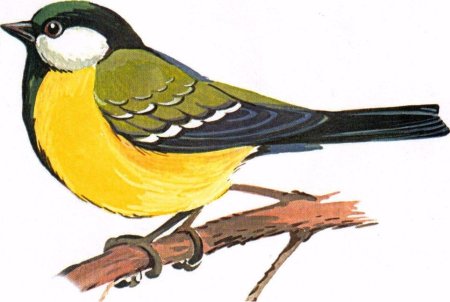 Синица для детей