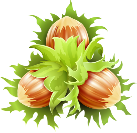 Орех рисунок для детей