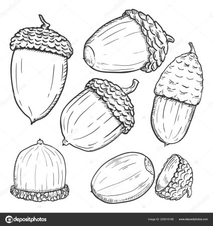 Орешки раскраска для малышей