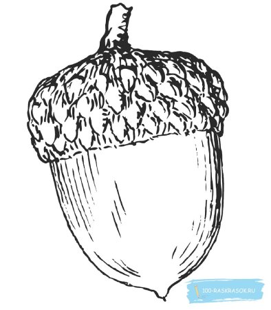 Орех раскраска для детей