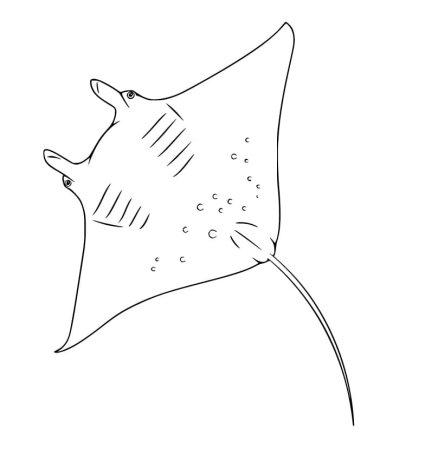 Скат раскраска