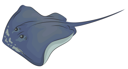 Электрический Скат раскраска