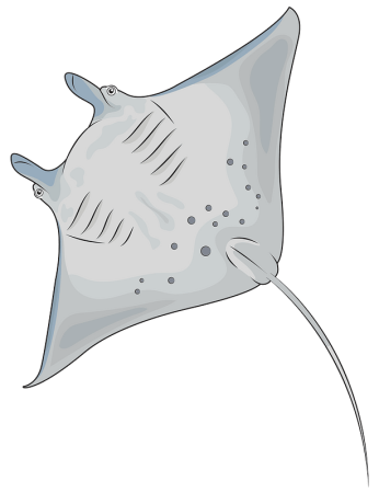 Рисуем ската