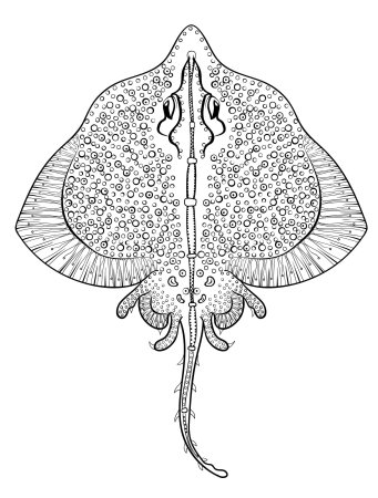Нарисовать ската