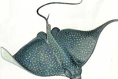 Скат рисунок карандашом для детей