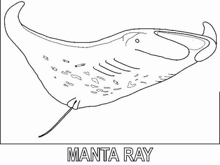 Скат поэтапно для детей