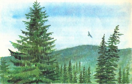 Тайга рисунок