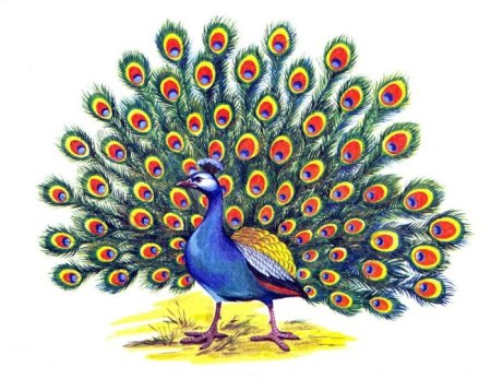 Павлин нарисовать