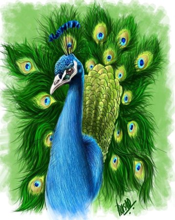 Павлин малыш