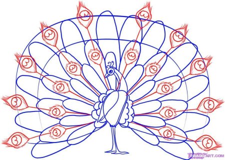 Поэтапное рисование павлина