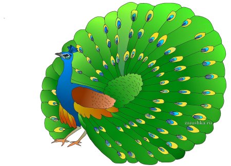 Павлин для дошкольников