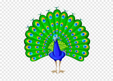 Хвост павлина для детей