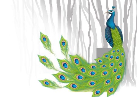 Рисование Павлин