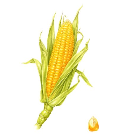 Плод кукурузы