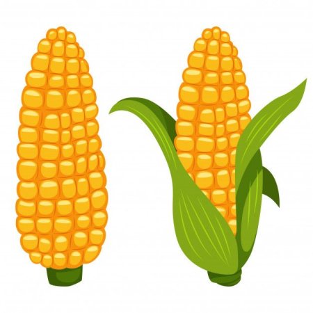 Кукуруза на белом фоне для детей
