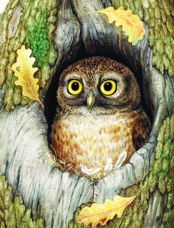 Виталий Бианки Сова