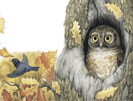 Бианки в. "Сова"