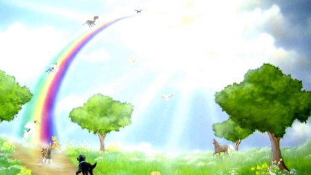 Животные на радуге