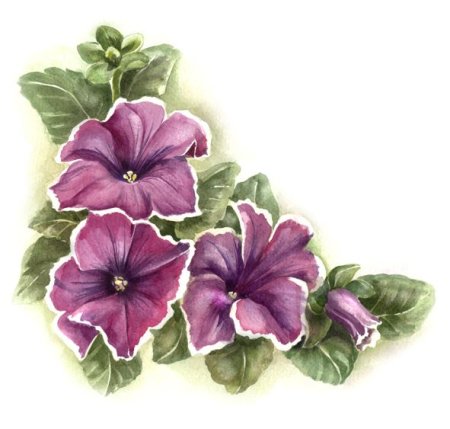 Петуния цветы рисунок