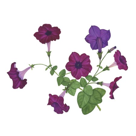 Петуния гербарий