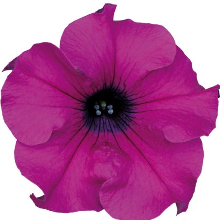 Петуния сурфиния Purple