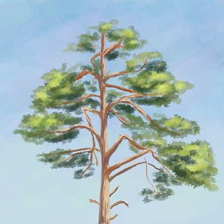 Сосна для детей