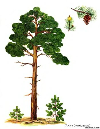 Рисуем сосну