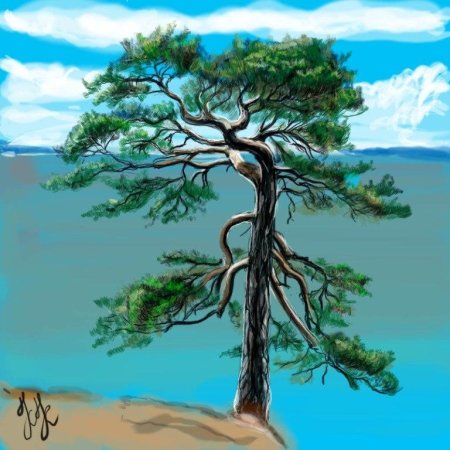 Сосна гуашью