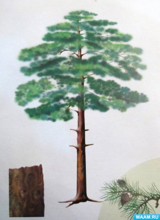 Как нарисовать сосну