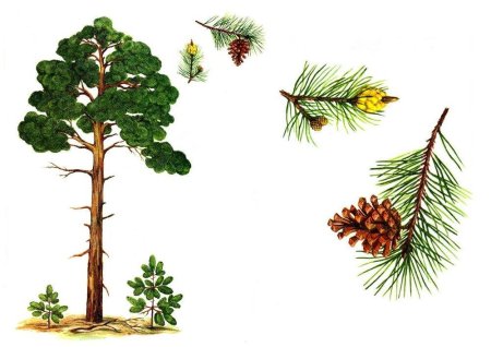 Дерево сосна для детей